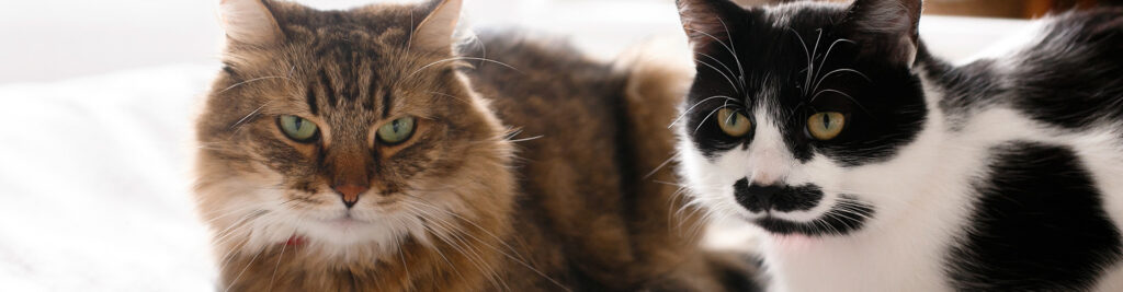 Banner-Slider-CATS-1