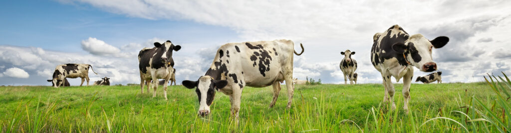 Banner-Slider-COWS-1