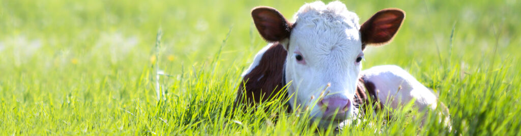 Banner-Slider-COWS-2