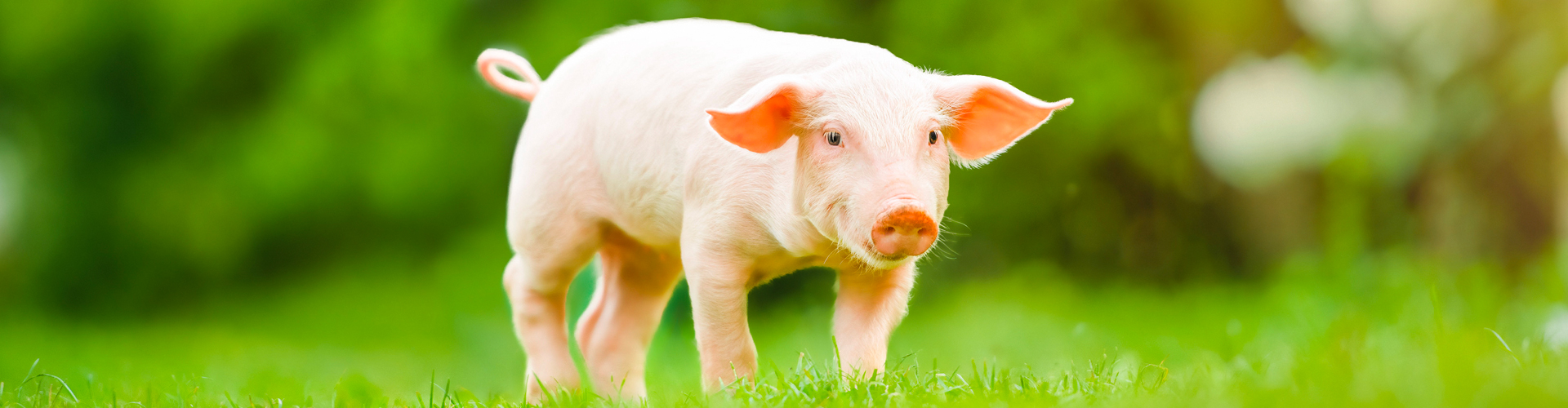 Banner-Slider-PIGS_1